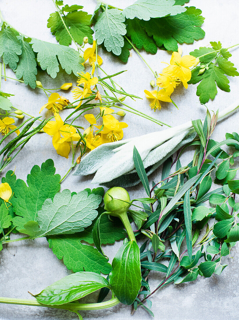 Atelieraufnahme von Wildblumen und Kräutern