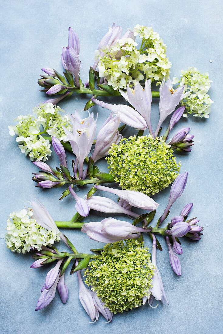 Studio shot of Spring blossoms