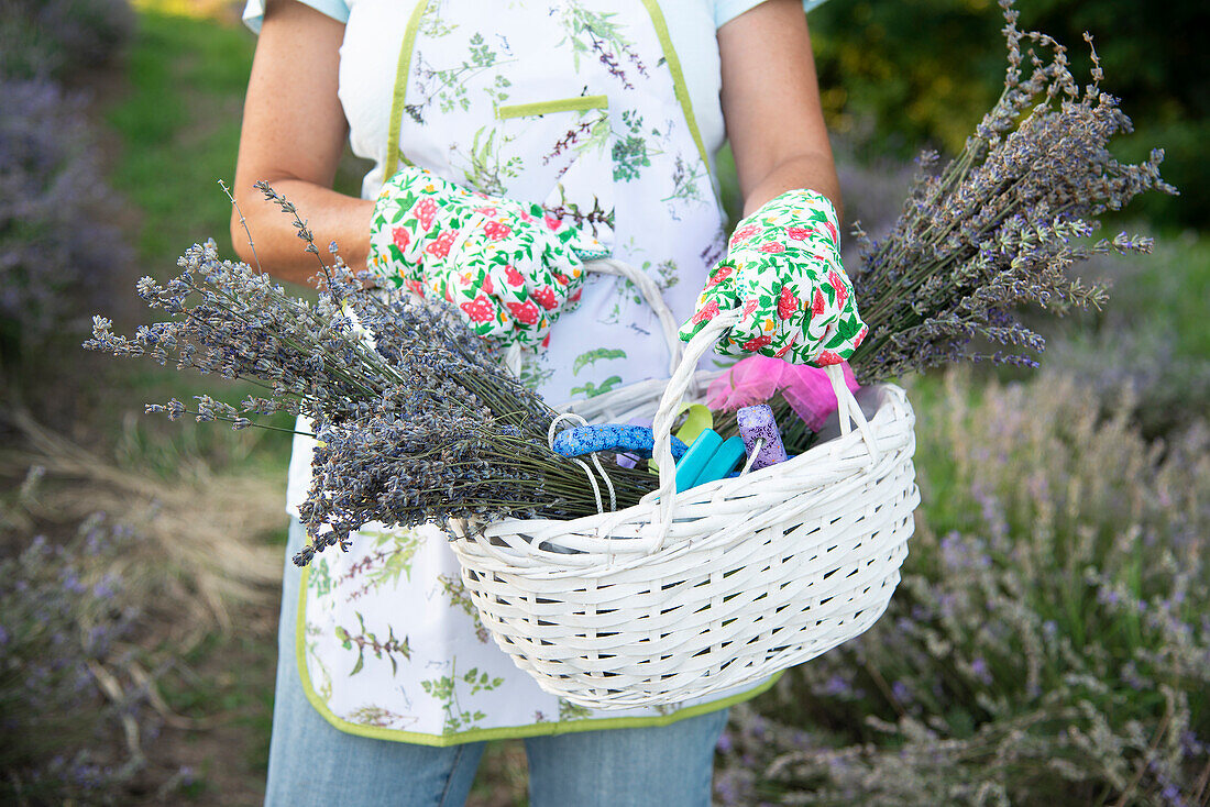 Mittelteil einer Frau mit Lavendelsträußen im Korb auf einem Feld