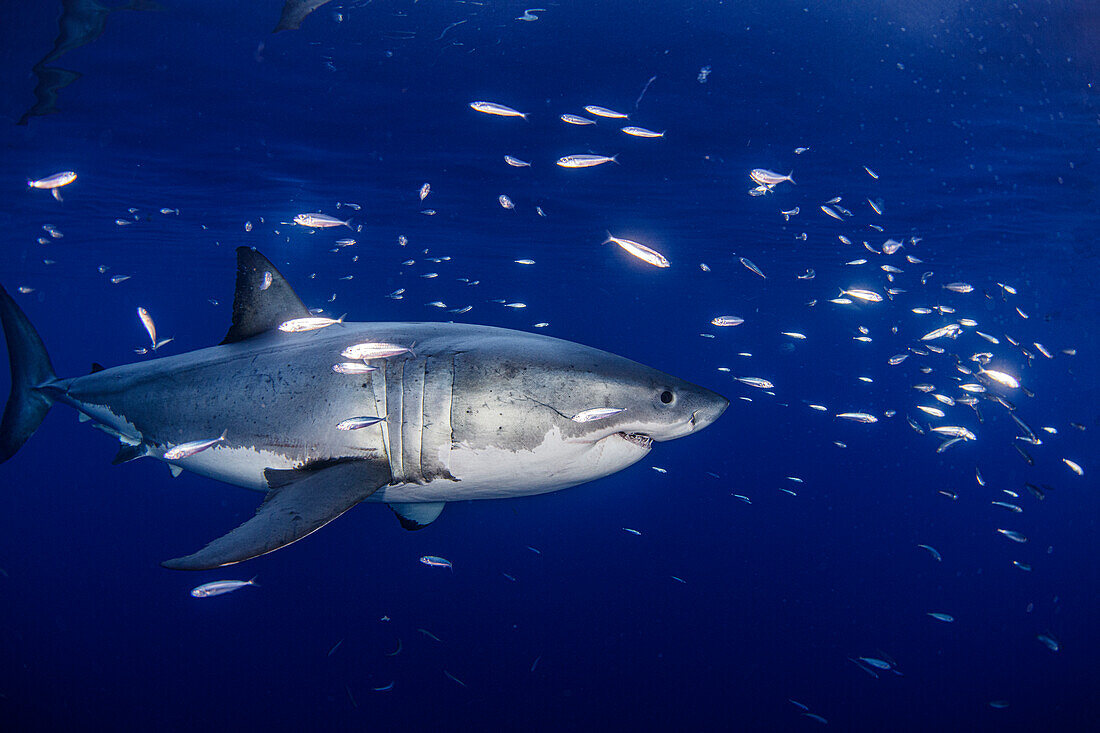 Mexico, Guadalupe Island, Great white shark and group of fish in sea