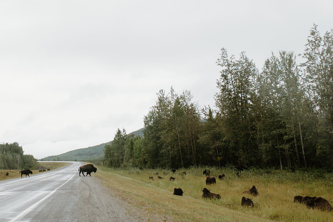 Canada, Yukon, Whitehorse, Herd of Bisons near country road
