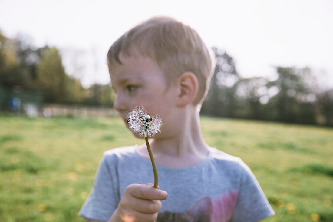 Boy (18-23 months)Êholding dandelionÊin field