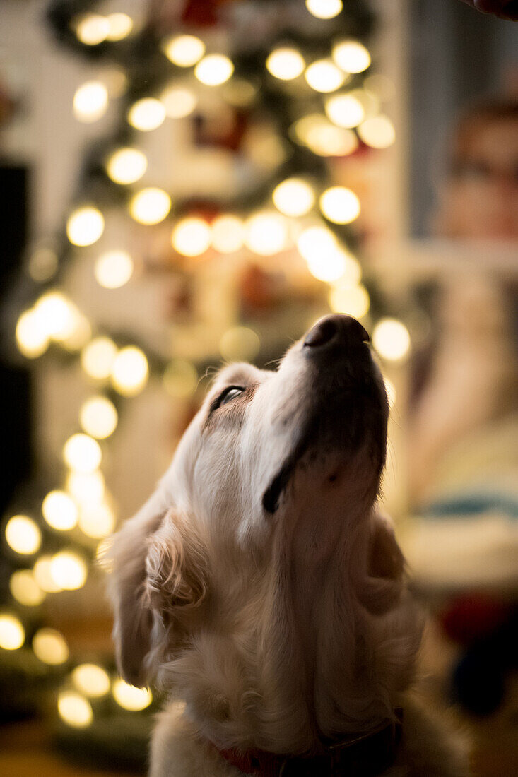 Nahaufnahme eines Golden Retrievers vor einem Weihnachtsbaum