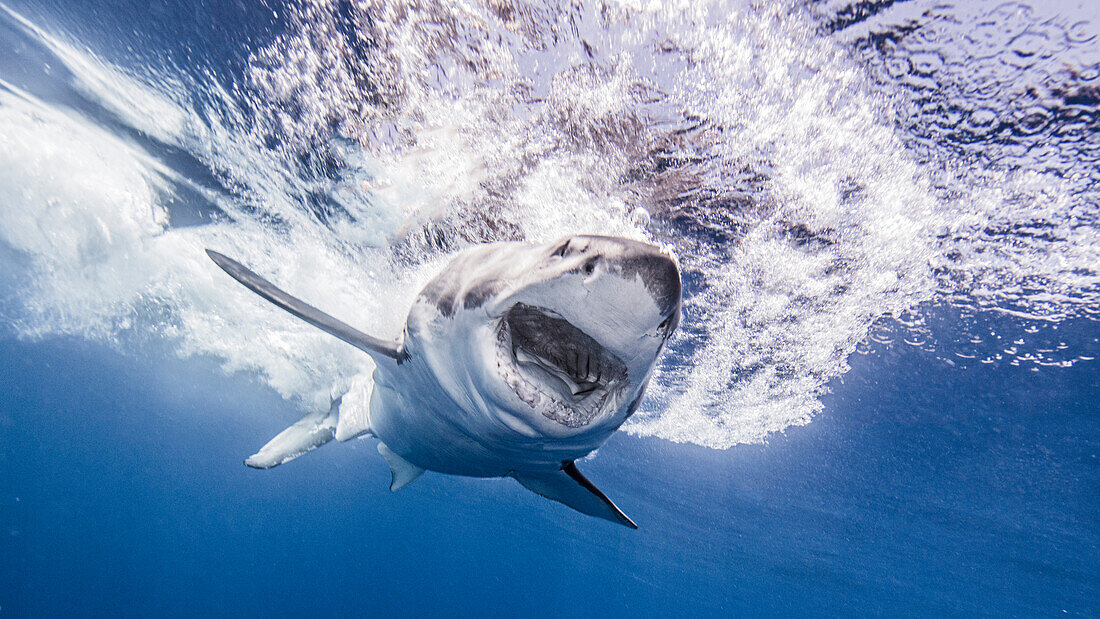 Mexico, Guadalupe Island, Great white shark (Carcharodon carcharias)in sea