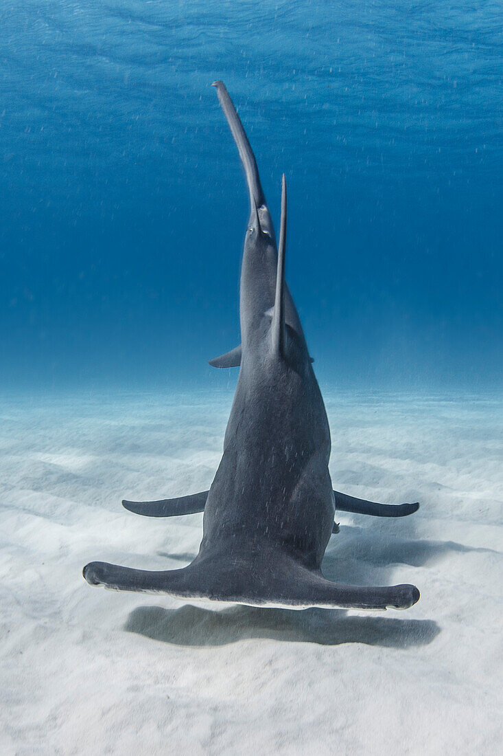 Bahamas, Bimini, Hammerhead shark swimming in sea