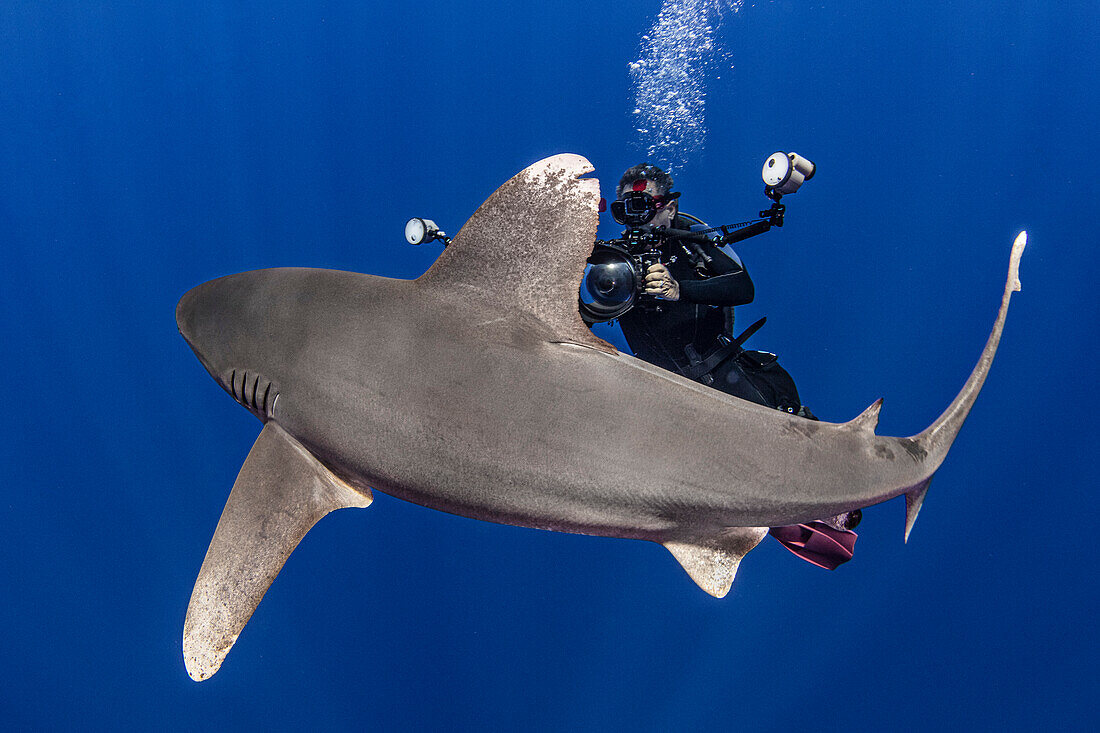 Bahamas, Cat Island, Diver with Oceanic whitetip shark (Carcharhinus longimanus)