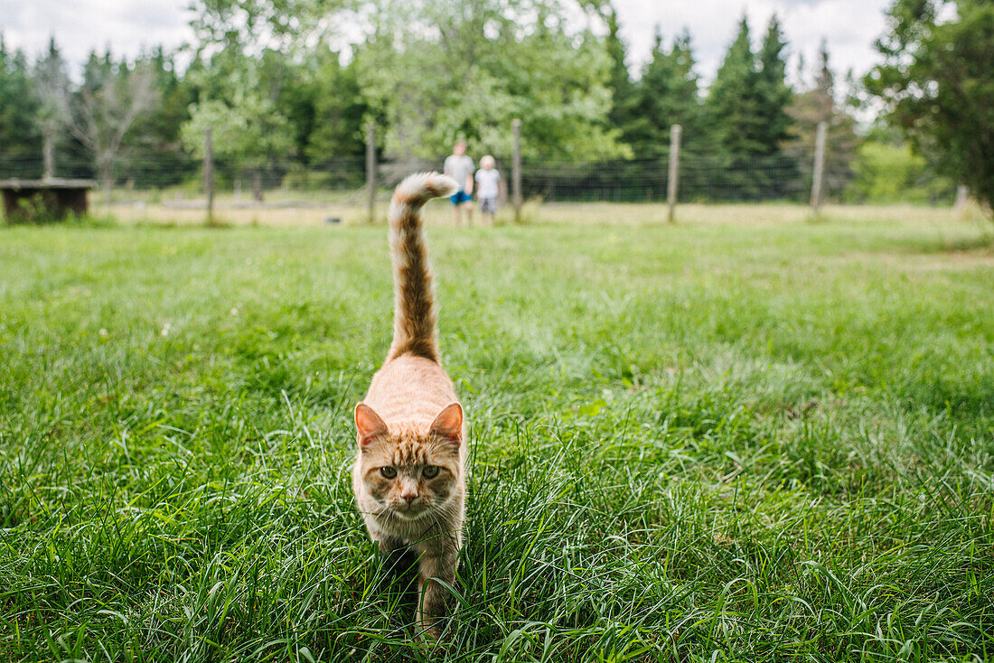 Canada, Ontario, Kingston, Ginger cat walking on grass