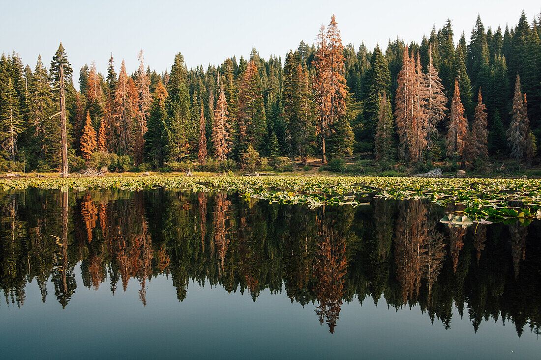 Forest reflecting in lake