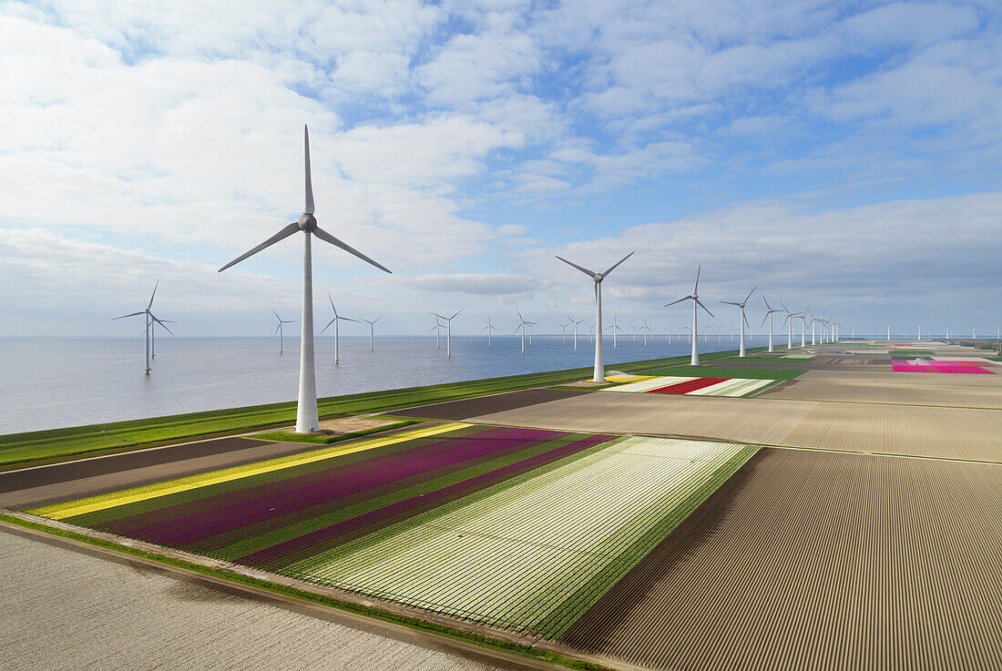 Netherlands, Urk, Tulip fields and wind turbines in polder bordering IJsselmeer