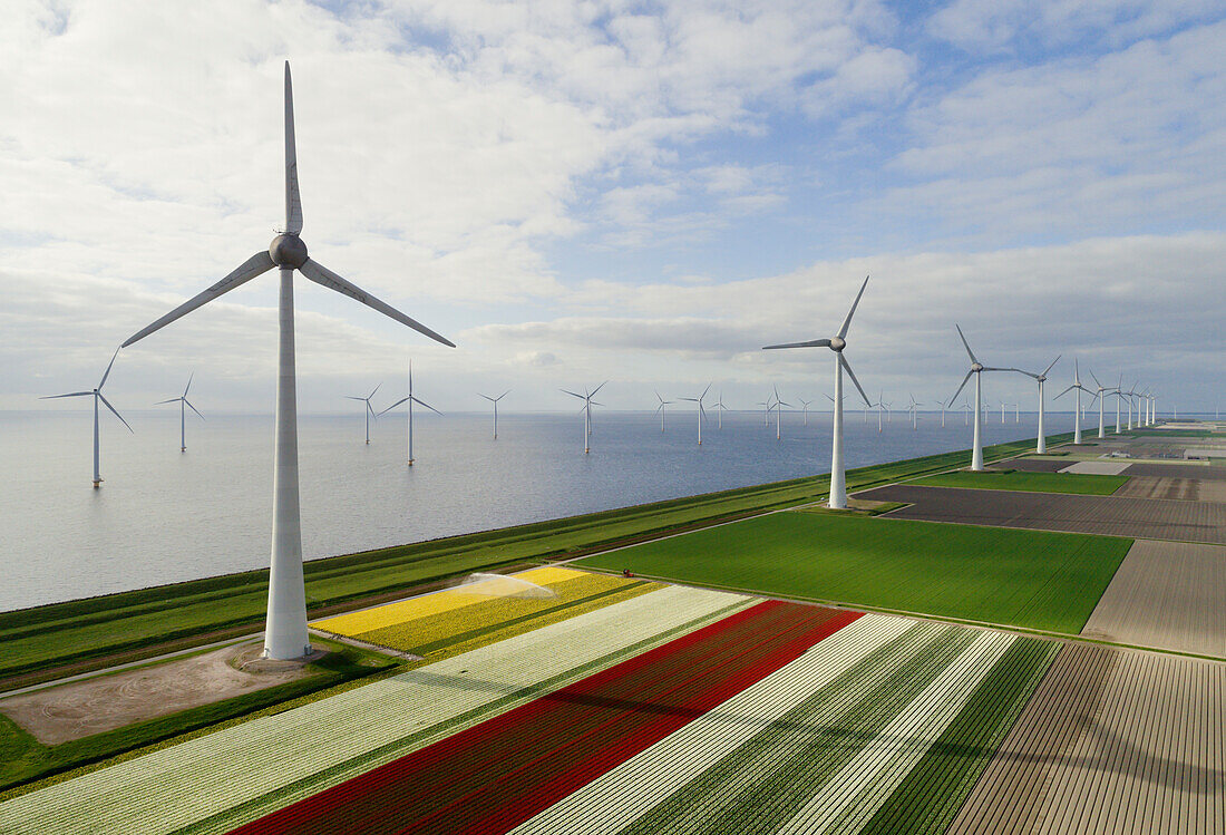 Netherlands, Urk, Tulip fields and wind turbines in polder bordering IJsselmeer