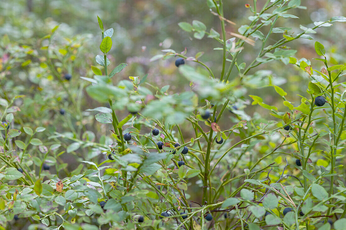 Wild shrub with blue berries