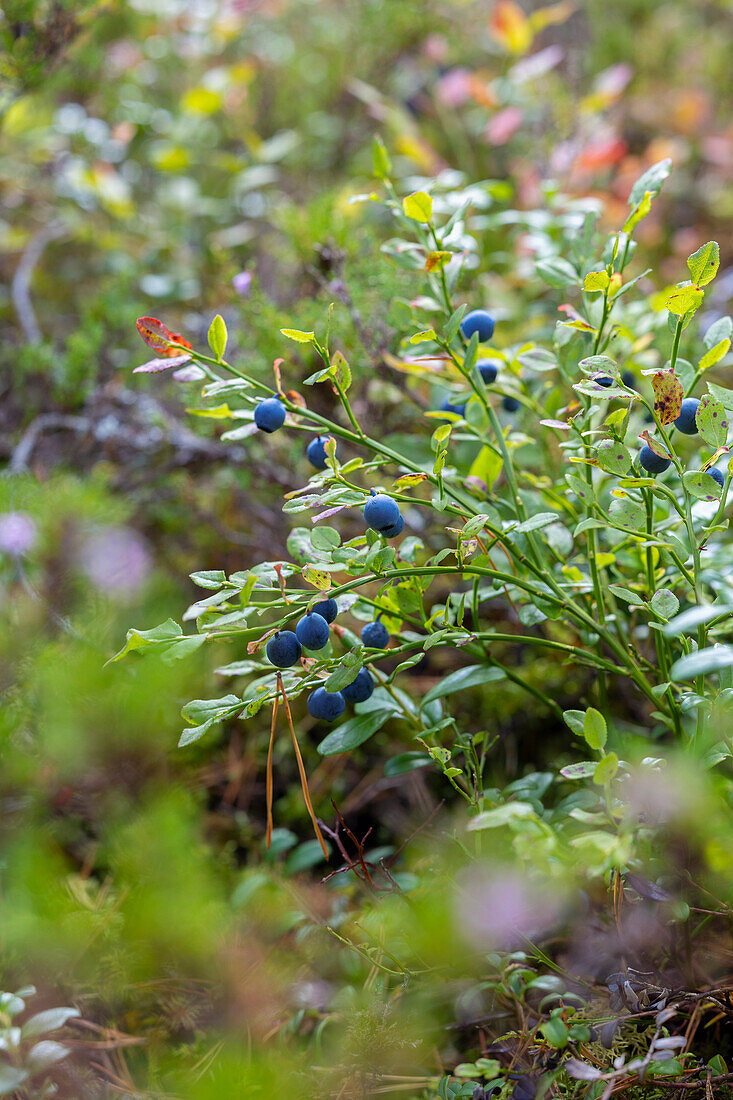 Wild shrub with blue berries