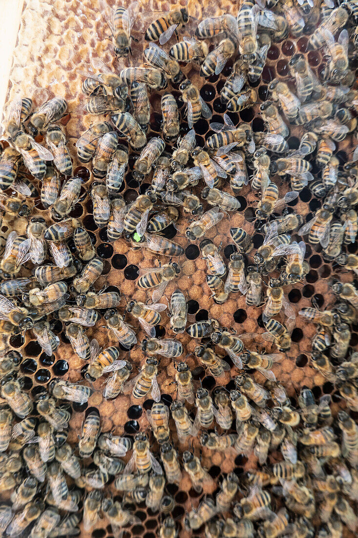 Bienenvolk auf einer Honigwabe