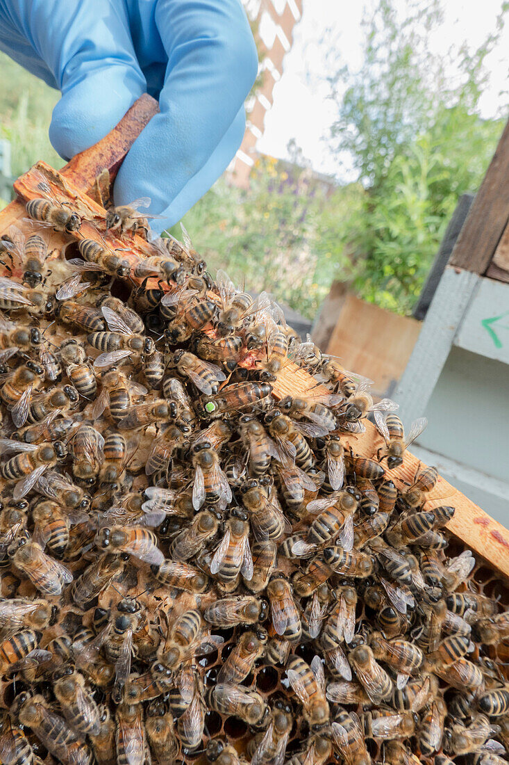 Bienenvolk auf einer Honigwabe