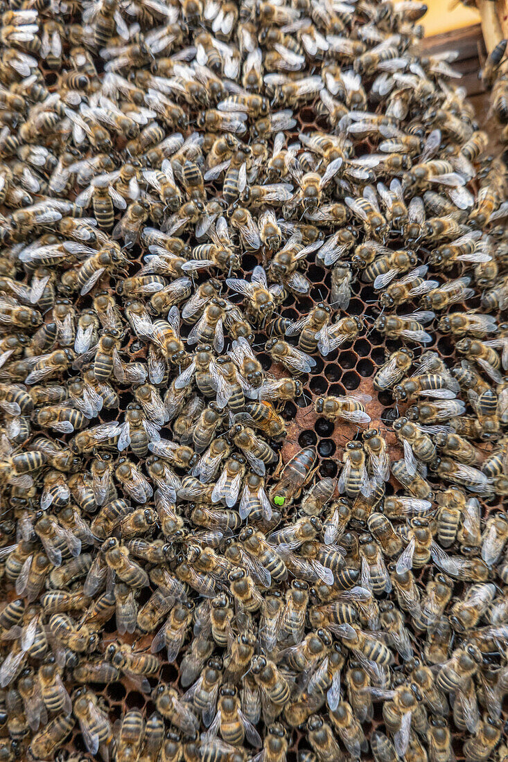 Bienenvolk auf einer Honigwabe