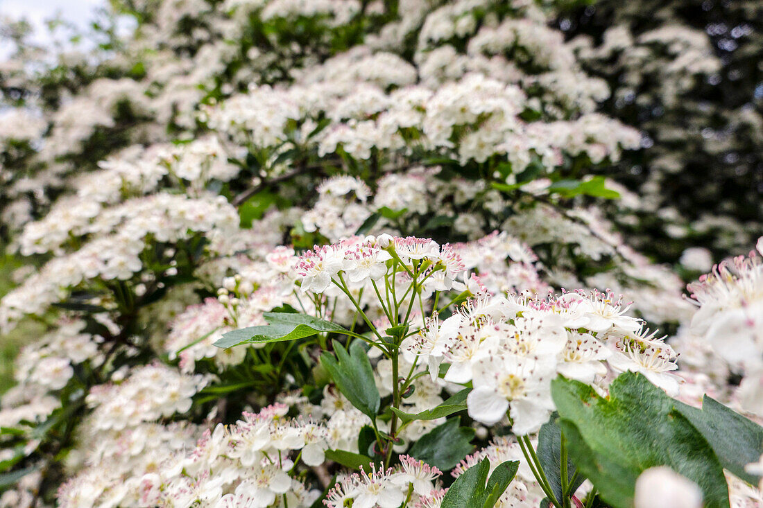 White blossom on tree branch