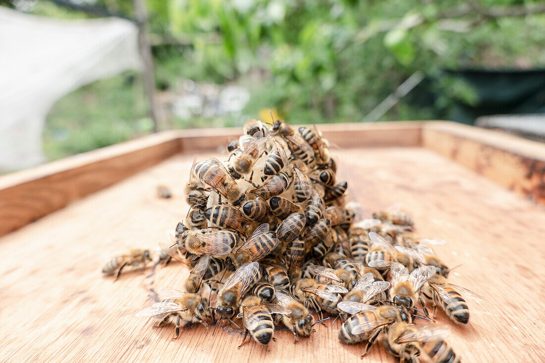 Bienengruppe am Bienenstock