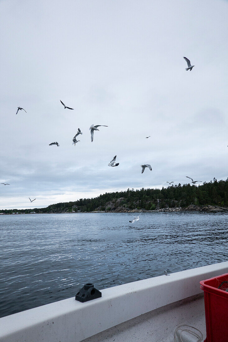 Seagulls seen from boat on lake