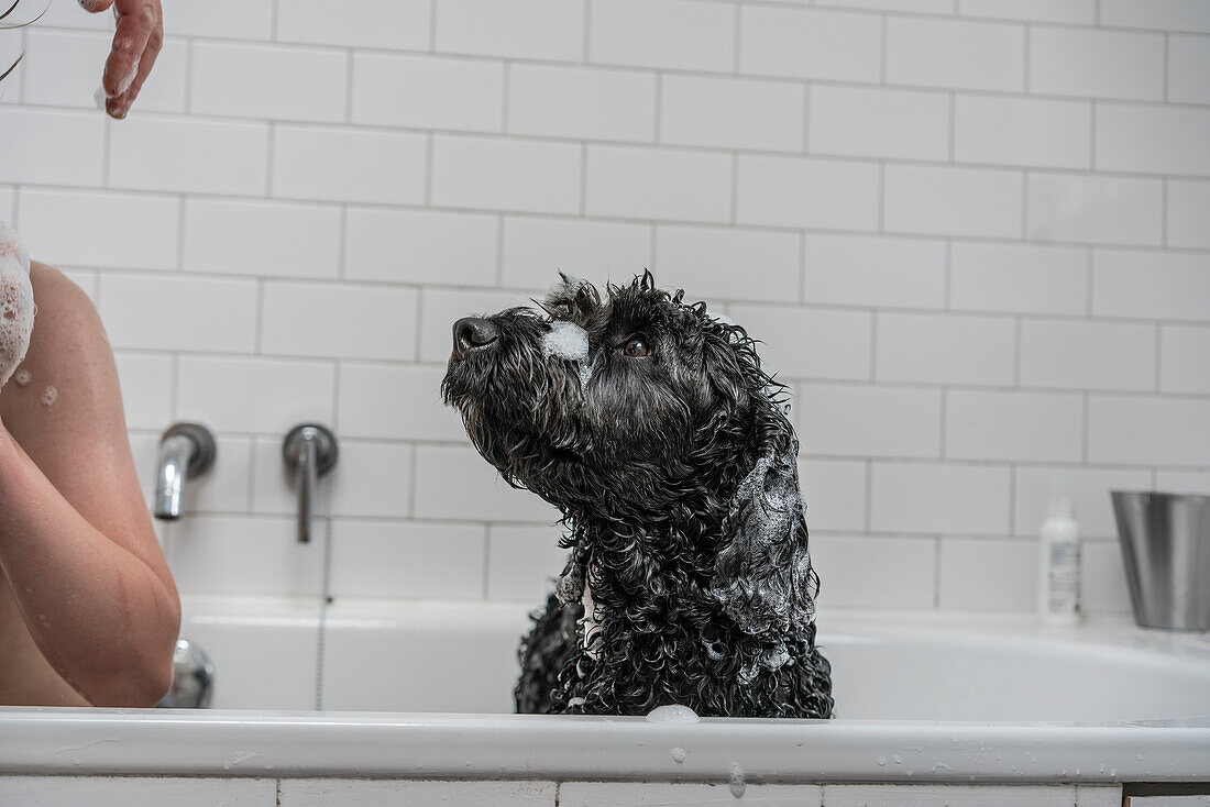 Boy (12-13) and dog sitting in bathtub