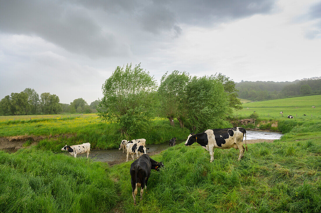 Kühe in der Nähe des Flüsschens Geul im Frühling