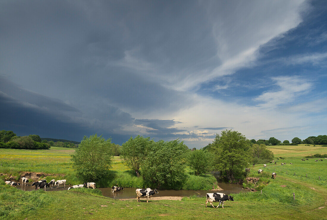 Cows near small river Geul in spring