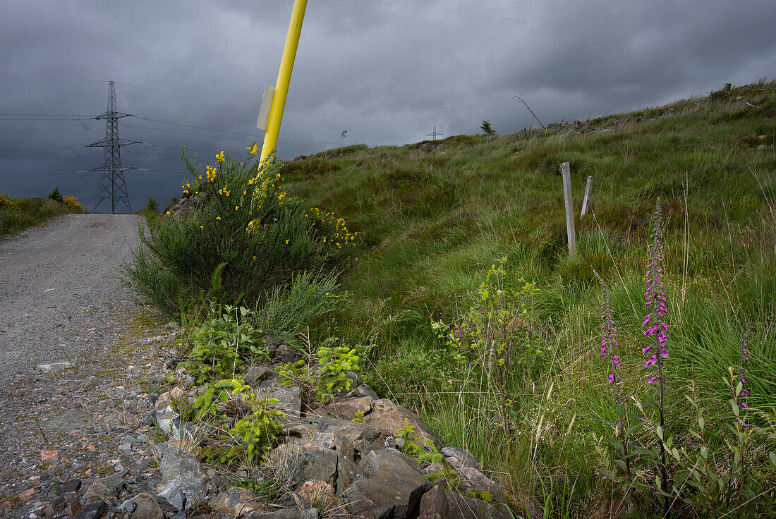 UK, Scotland, Wildflowers in meadow and dirt road on overcast day