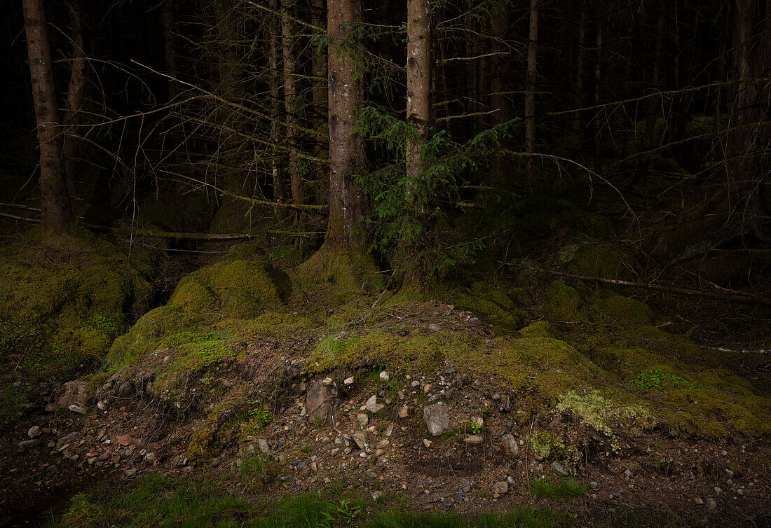 Trees and moss covered forest floor