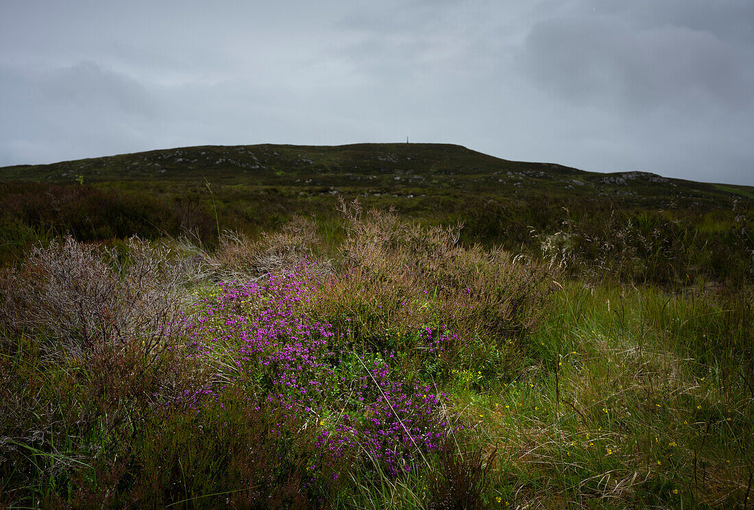 UK, Schottland, Lila Wildblumen auf einer Wiese an einem bewölkten Tag