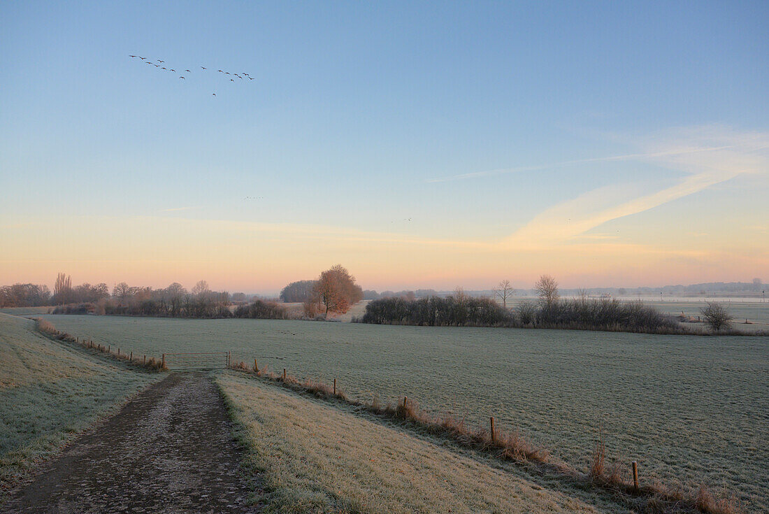 Netherlands, Gelderland, Rural landscape on cold morning