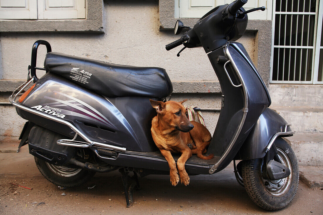 Hund auf einem Motorroller; Ahmedabad City, Gujurat State, Indien