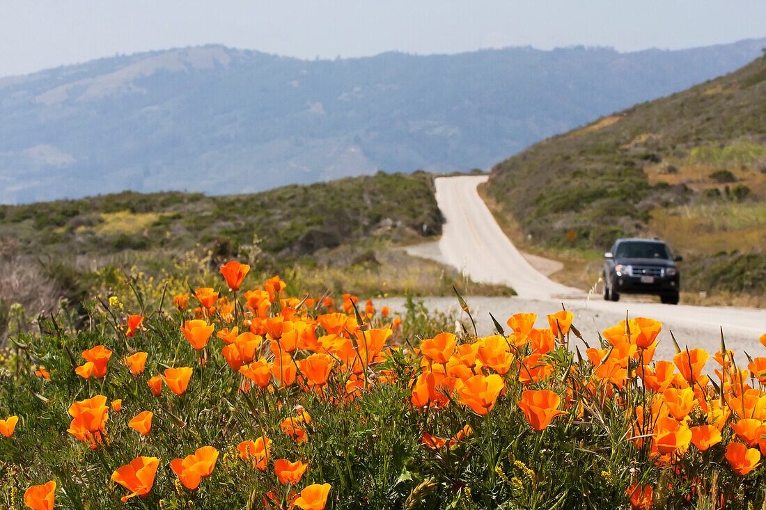 Kalifornischer Mohn (Eschscholzia Californica) blüht am Rande einer Straße; Kalifornien, Vereinigte Staaten von Amerika