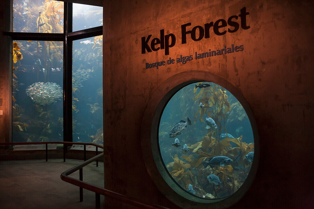 Große Fischtanks in einer Kelpwald-Ausstellung; Kalifornien, Vereinigte Staaten von Amerika