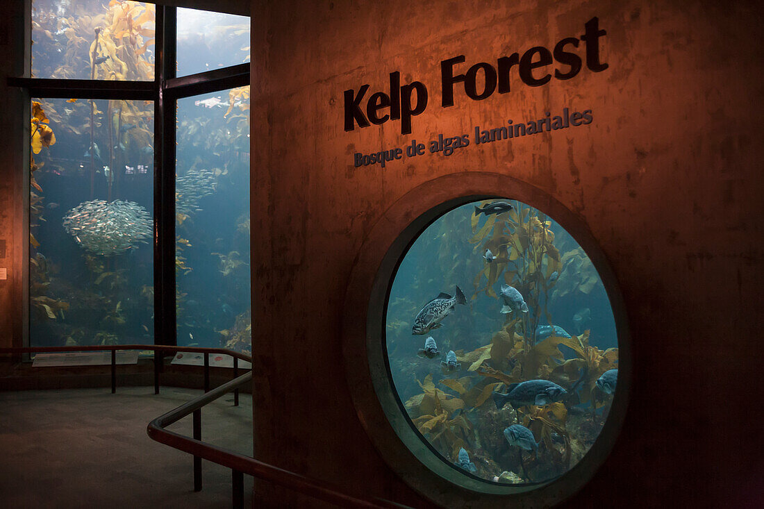 Large Fish Tanks In A Kelp Forest Exhibit; California, United States Of America