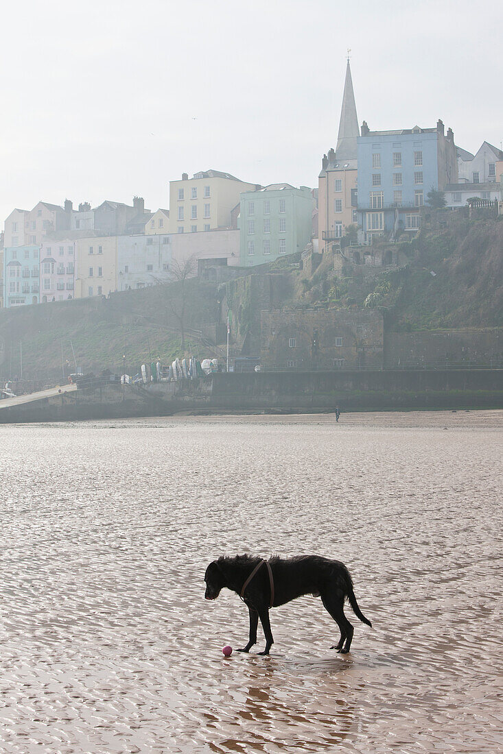 Ein Hund mit seinem Ball am nassen Strand von Newgale; Wales