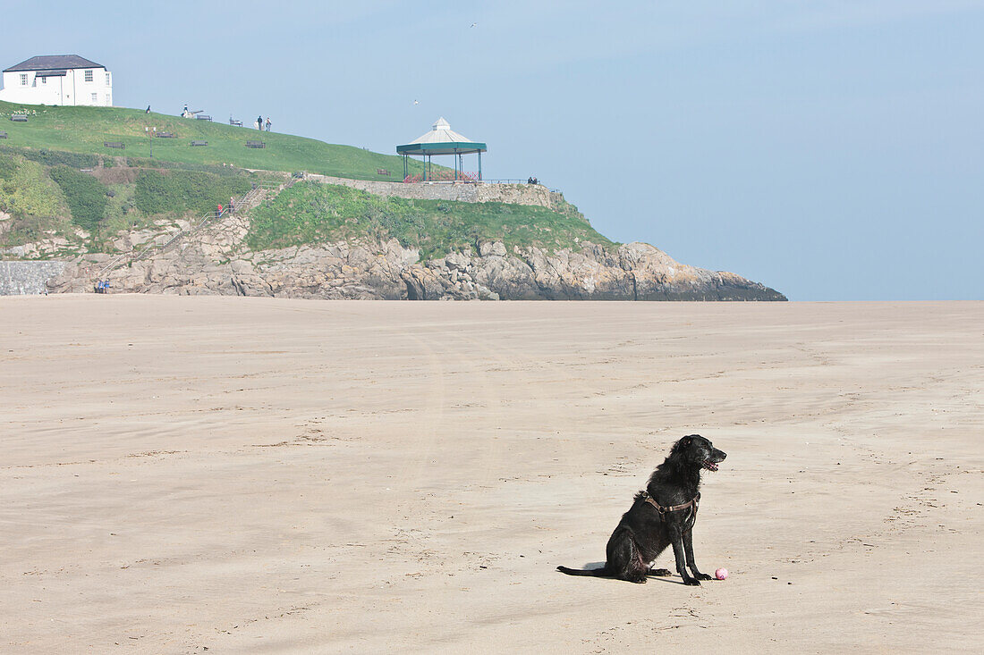 Ein Hund mit seinem Ball am Strand von Newgale; Wales