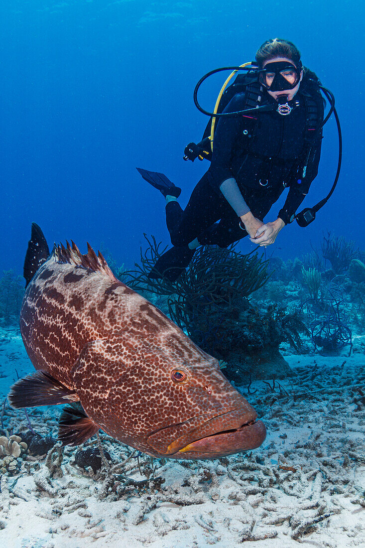 Bahamas, Nassau, Female diver looking at grouper near sea floor