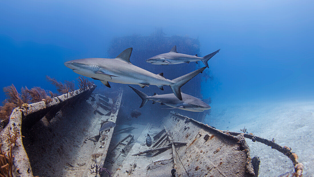 Bahamas, Nassau, Haie schwimmen in der Nähe eines Schiffswracks im Meer