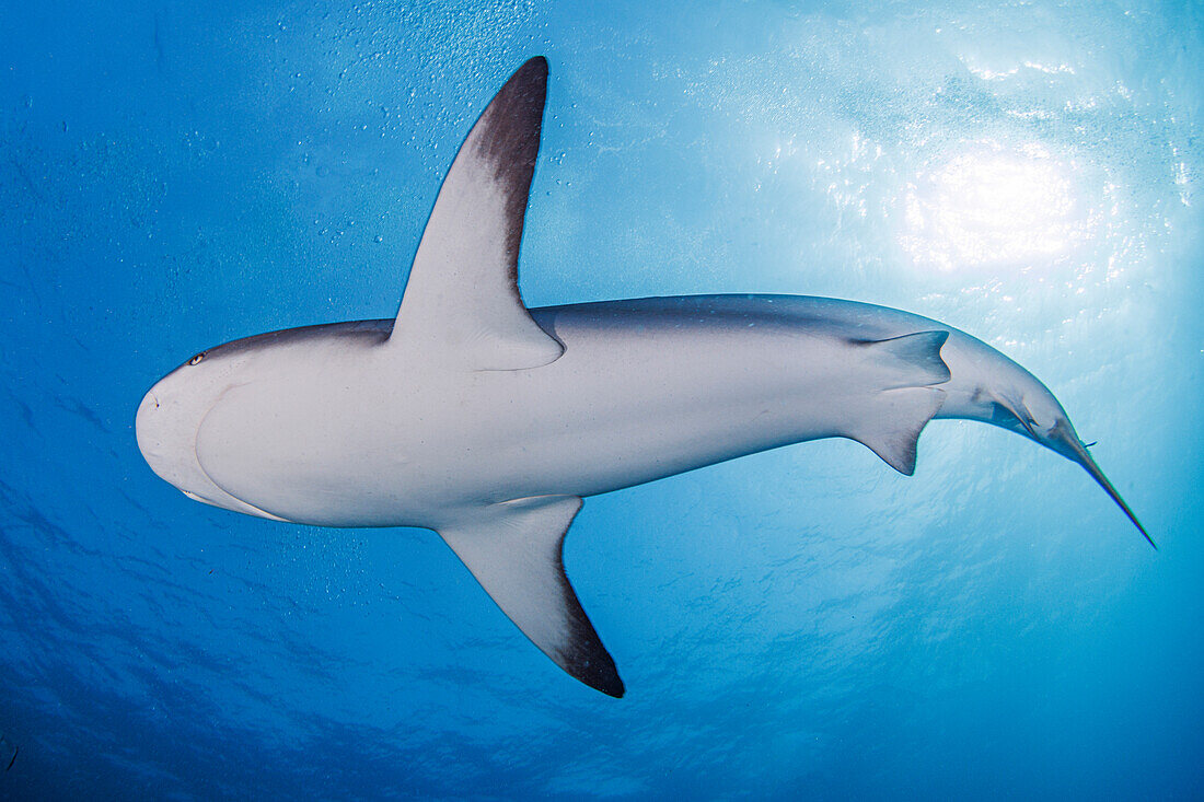 Bahamas, Nassau, Hai beim Schwimmen im Meer aus geringer Entfernung