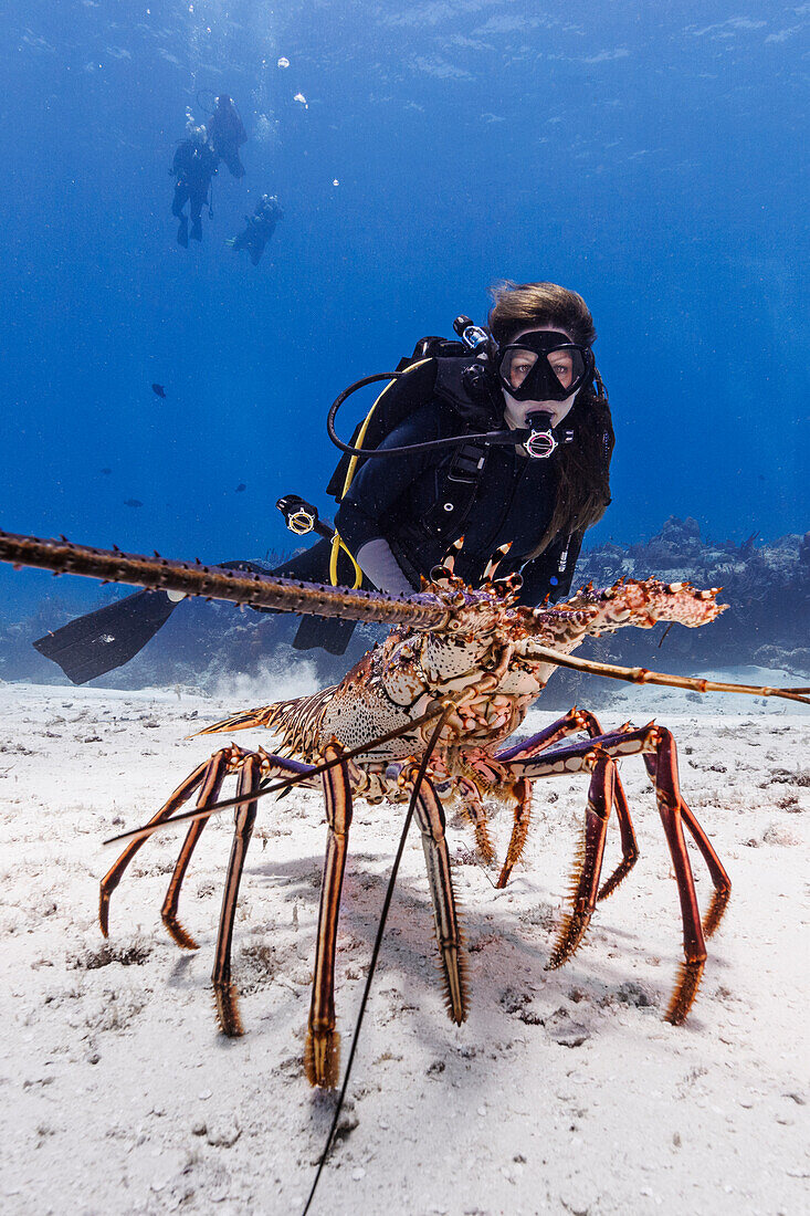 Bahamas, Nassau, Taucherin betrachtet Karibischen Langusten am Meeresboden