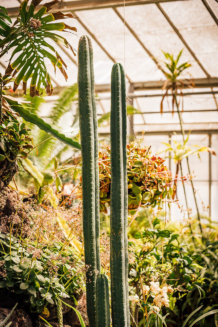 Wachsender Kaktus im Gewächshaus