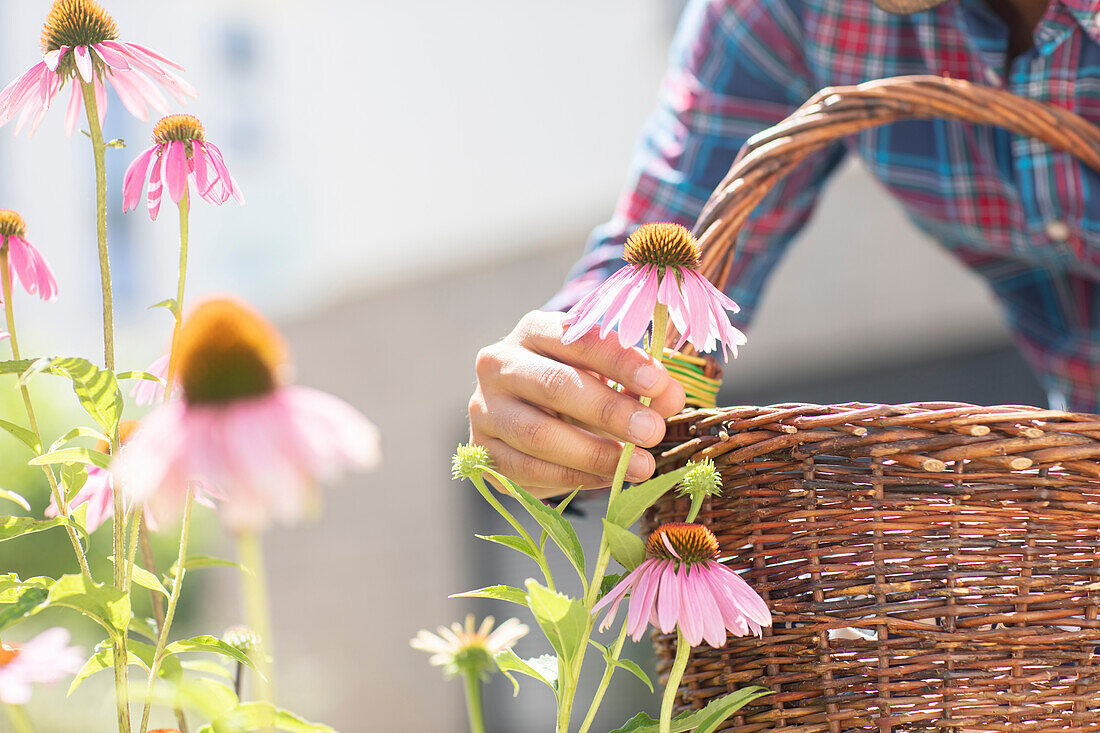 Man with basket picking flowers