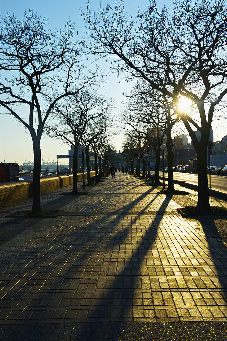 Warmes Sonnenlicht auf dem Gehweg mit Schatten von blattlosen Bäumen entlang einer Straße; Hamburg, Deutschland