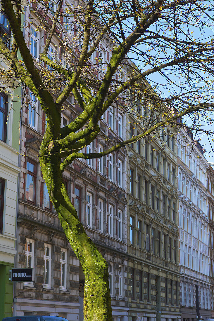 Ein moosbewachsener, blattloser Baum vor einem Gebäude und blauem Himmel; Hamburg, Deutschland.