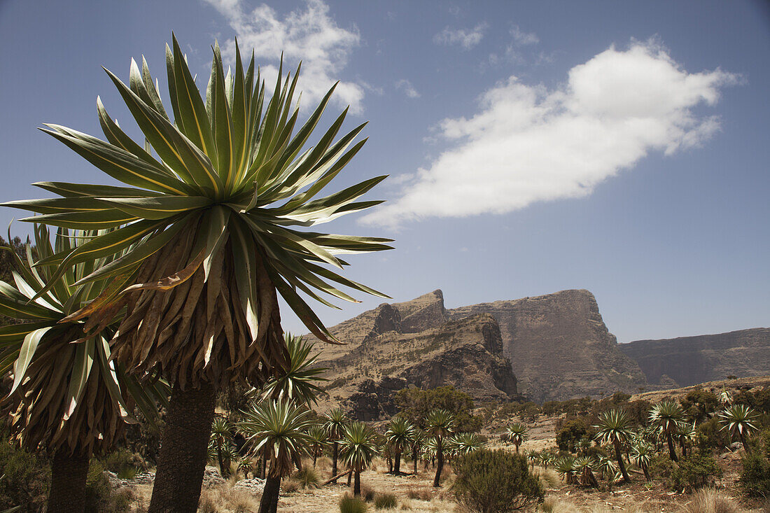 Riesenlobelie (Lobelia Giberroa), Chennak, Simien Mountains National Park; Asmara Region, Äthiopien