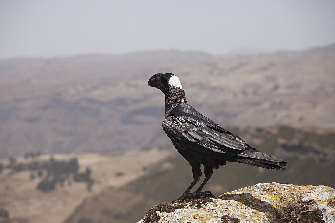 Thick-Billed Raven (Corvus Crassirostris), Chennak, Simien Mountains National Park; Amhara Region, Ethiopia