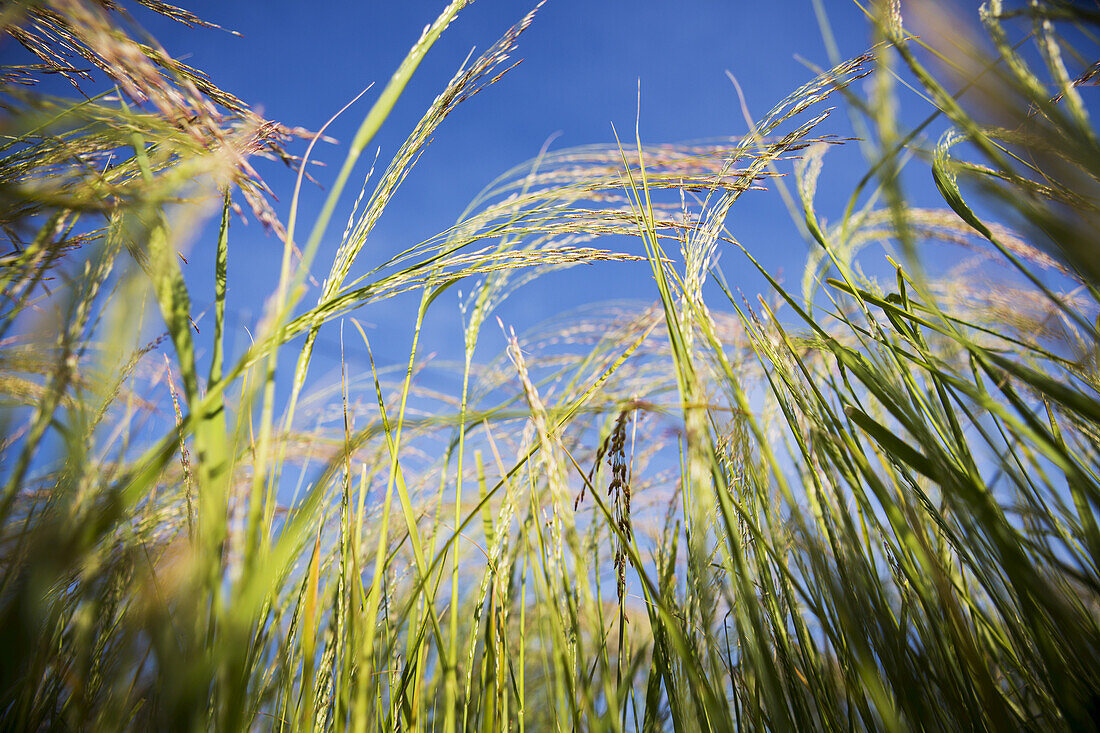 Tef (Eragrostis Tef), das winzige Grundnahrungsmittel in Äthiopien, das zur Herstellung von Injera verwendet wird; Äthiopien