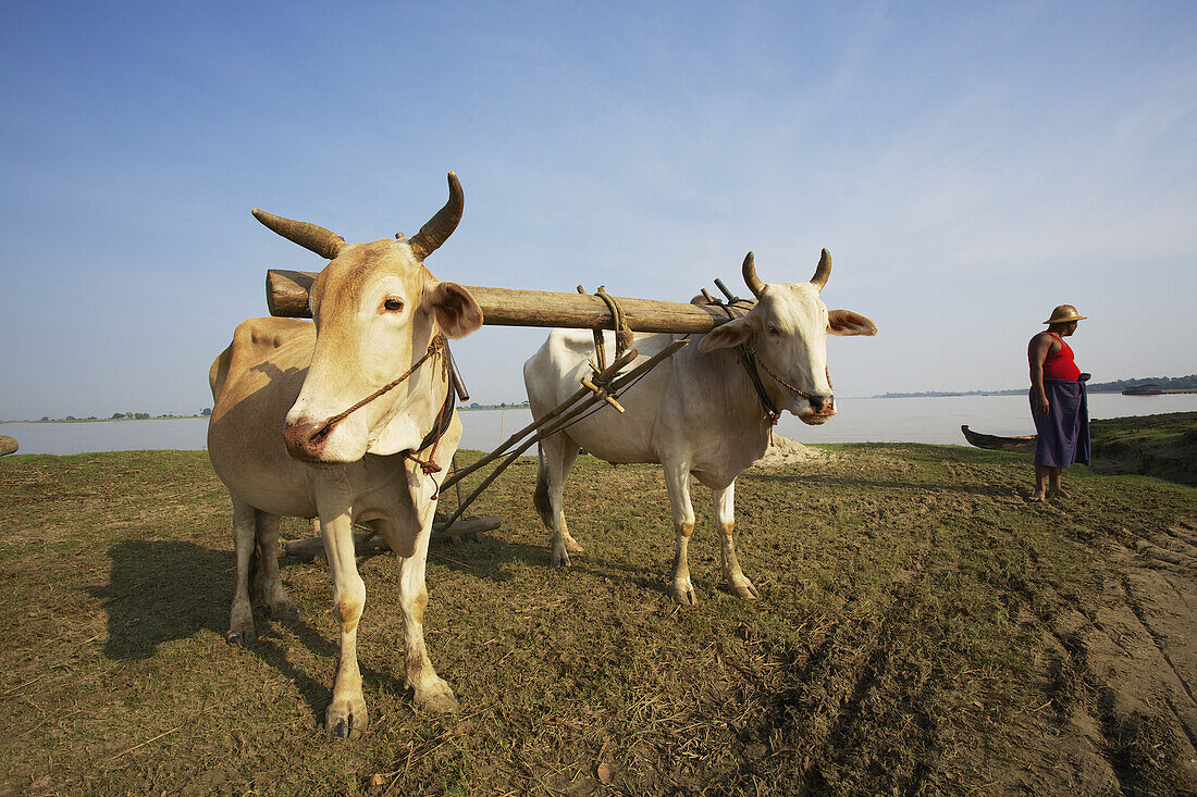 Ochse auf einem Feld mit einem Bauern im ländlichen Burma; Myanmar