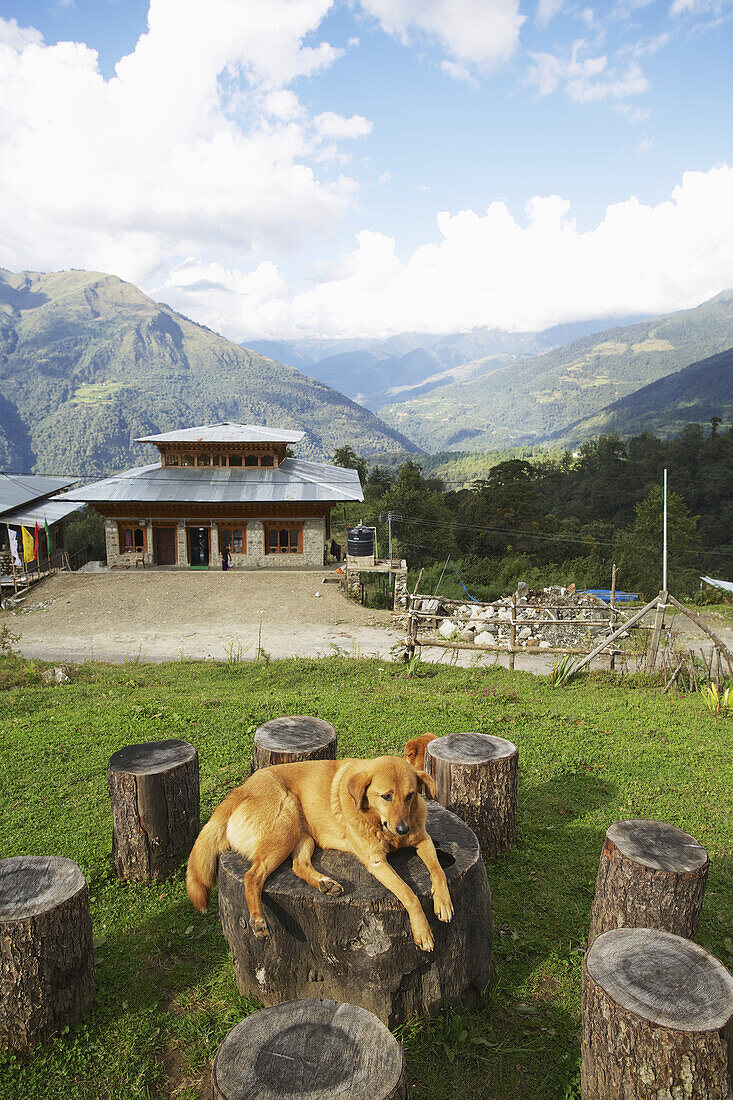 A Lazy Dog Sits In Front Of A Cafe; Wangdue Phodrang District, Bhutan