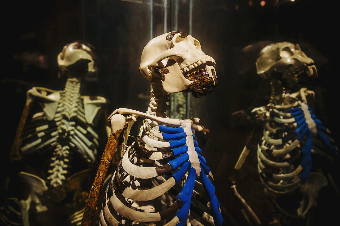 Exponate von prähistorischen menschlichen Vorfahren im Nationalmuseum; Addis Abeba, Äthiopien.