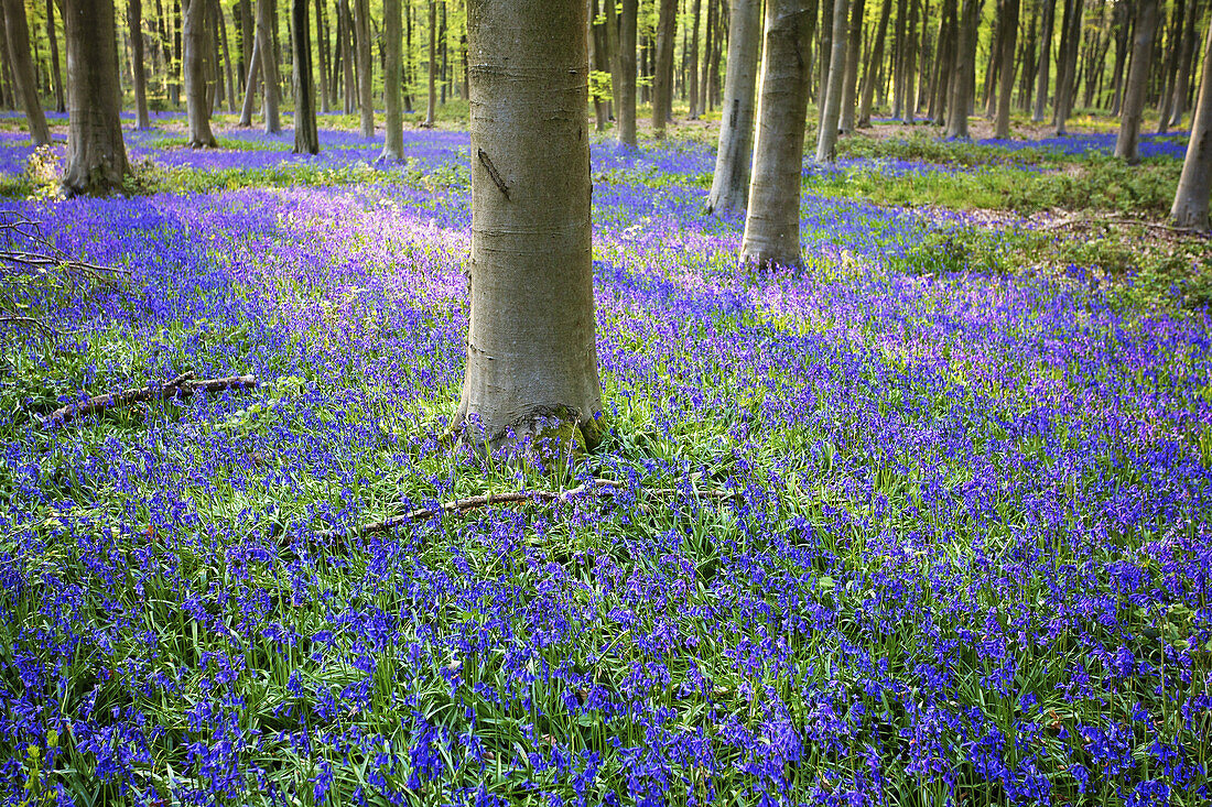 Bluebells In The Woods; Hampshire, England